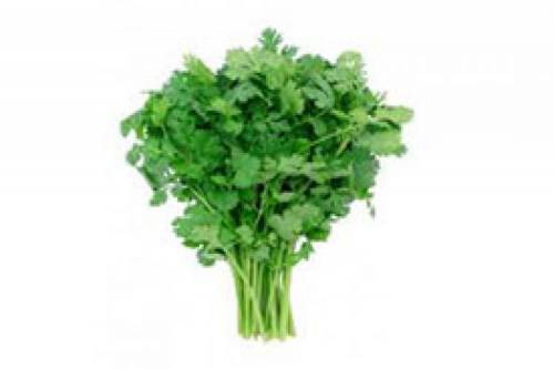 cilantro2.jpg