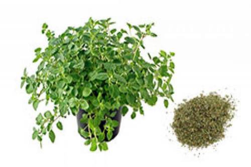 Oregano2.jpg